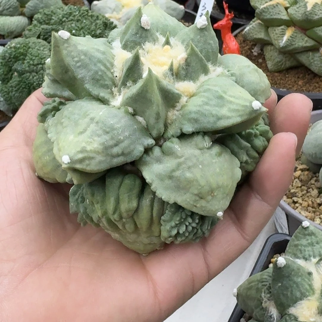 自根怒涛牡丹仙人球