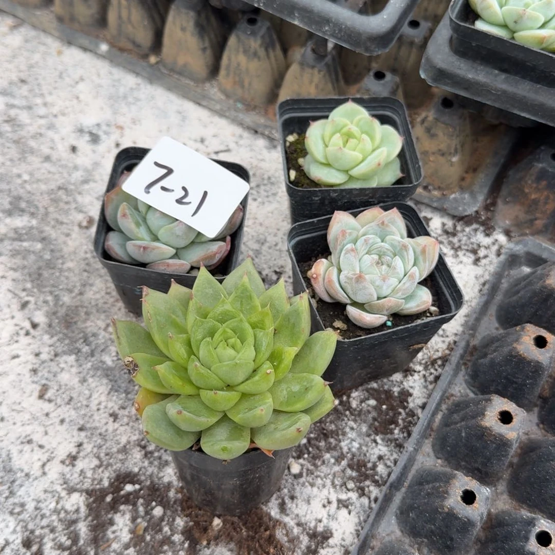 7-21珍妮的颗量拍发货