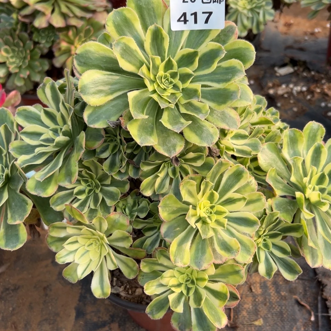 417白兰地，满20包邮嘟叮熊