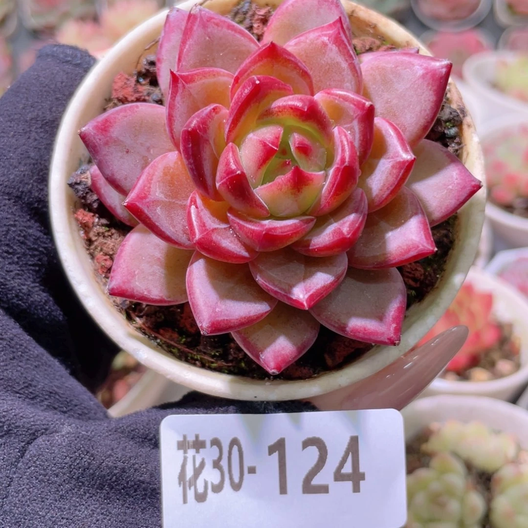 花利美30-124醉霞