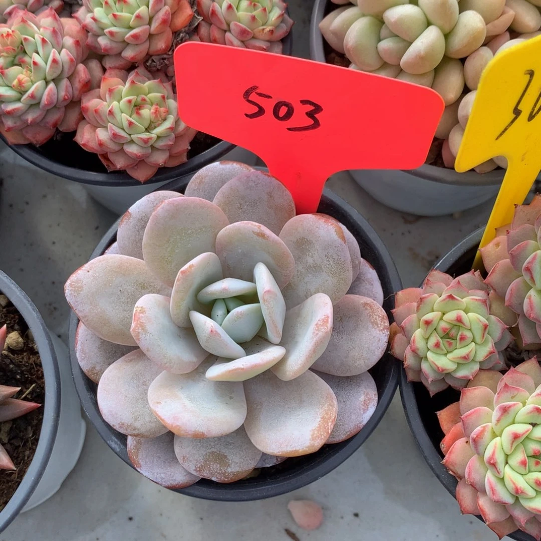 雪莲727272727272727