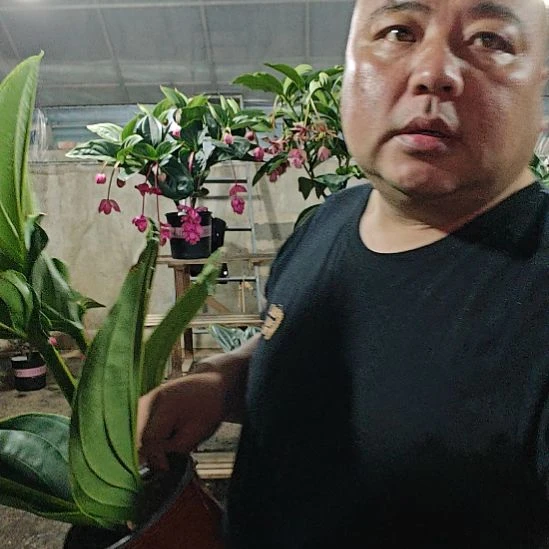 菲***车无花朵宝莲灯花基地发货