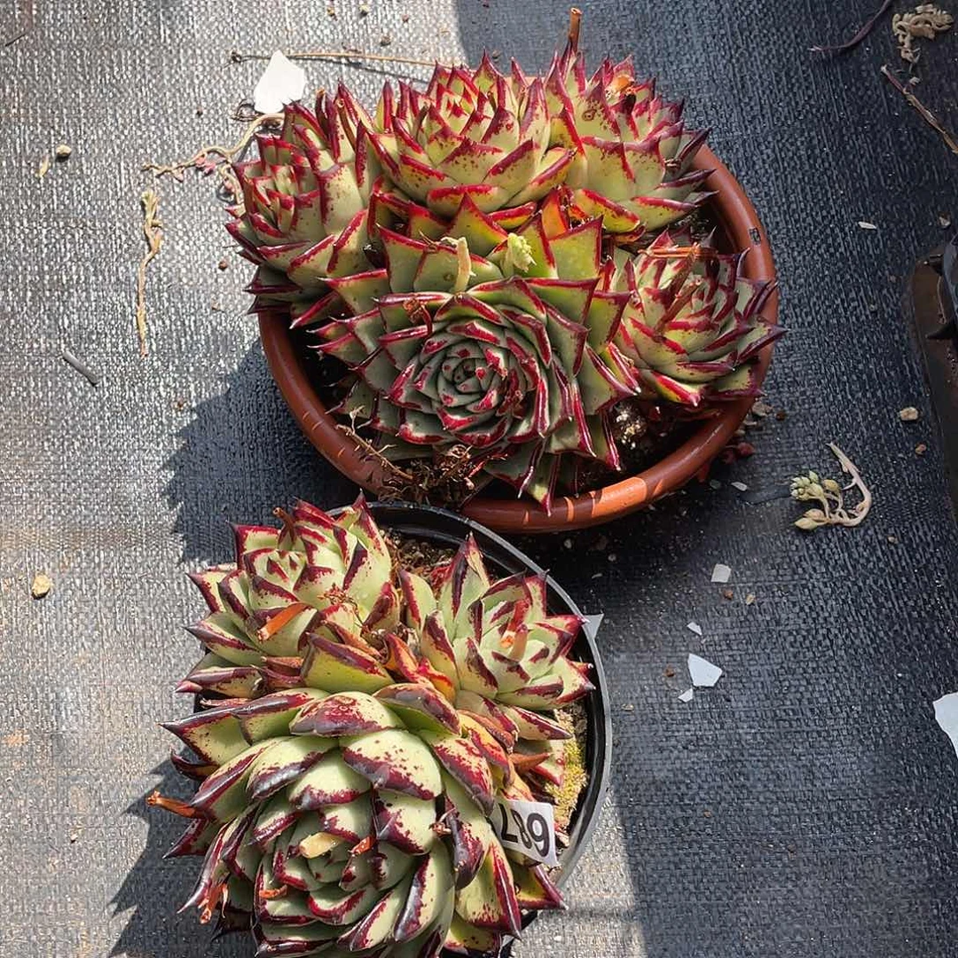 若如东云组拍687