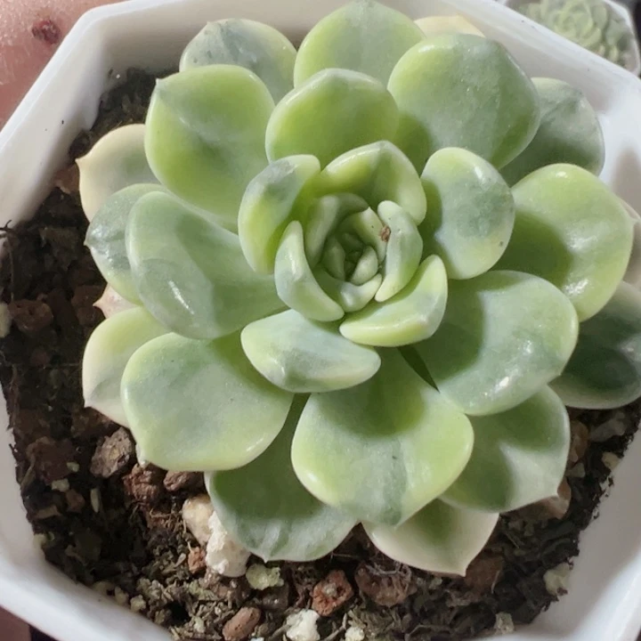 粉布偶精品多肉植物