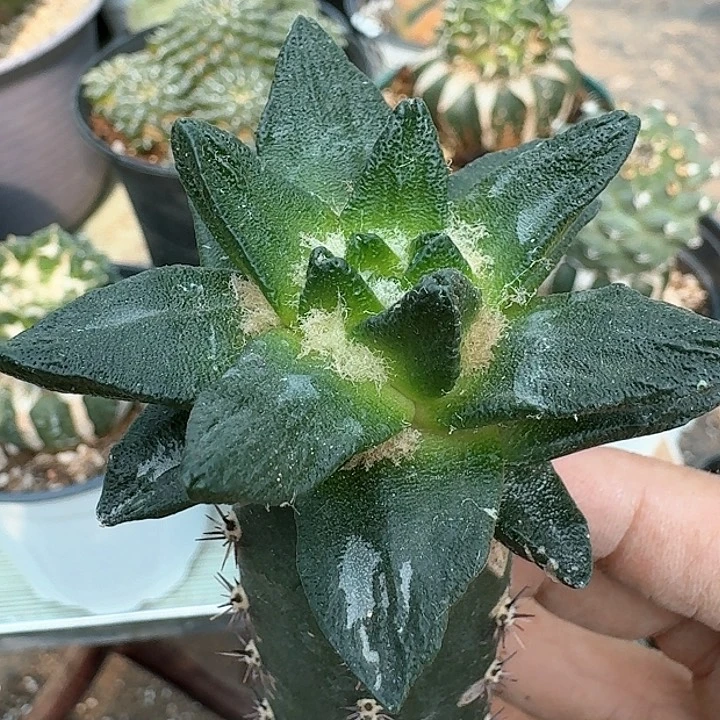 【闪购商品】无花朵龙角牡丹