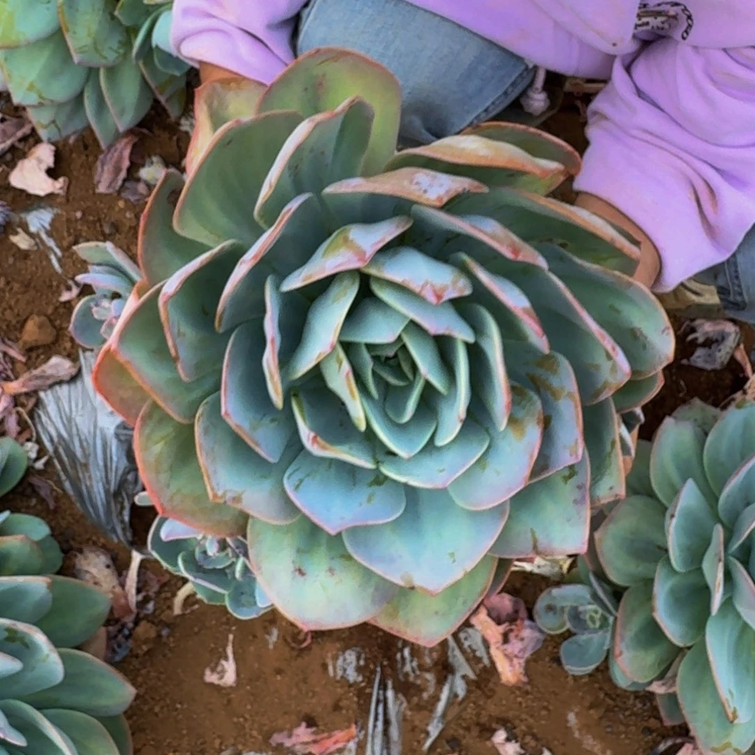 哈***王血凤 一颗 不包损14号