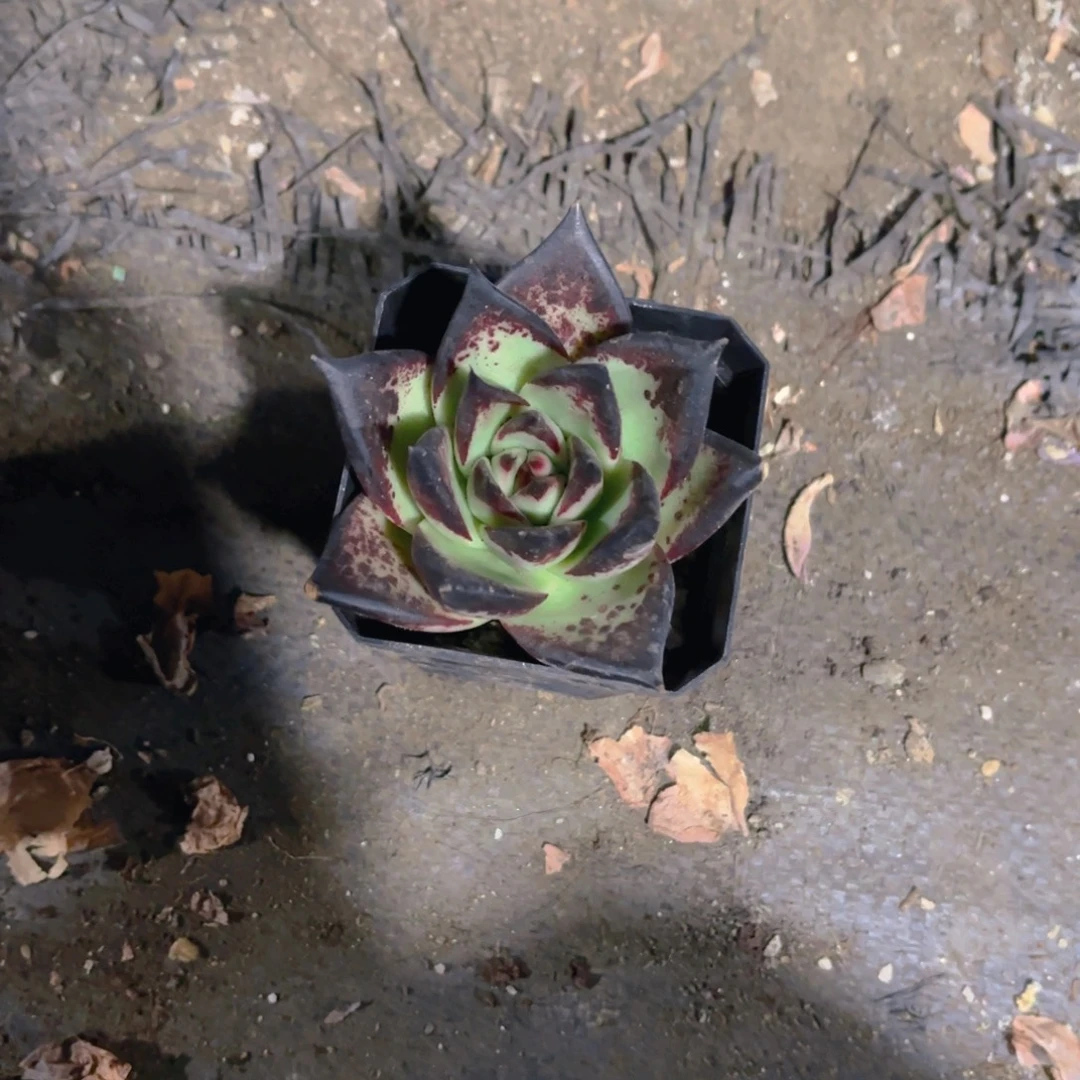 紫***铃7cm新疆包邮黑檀新疆包邮