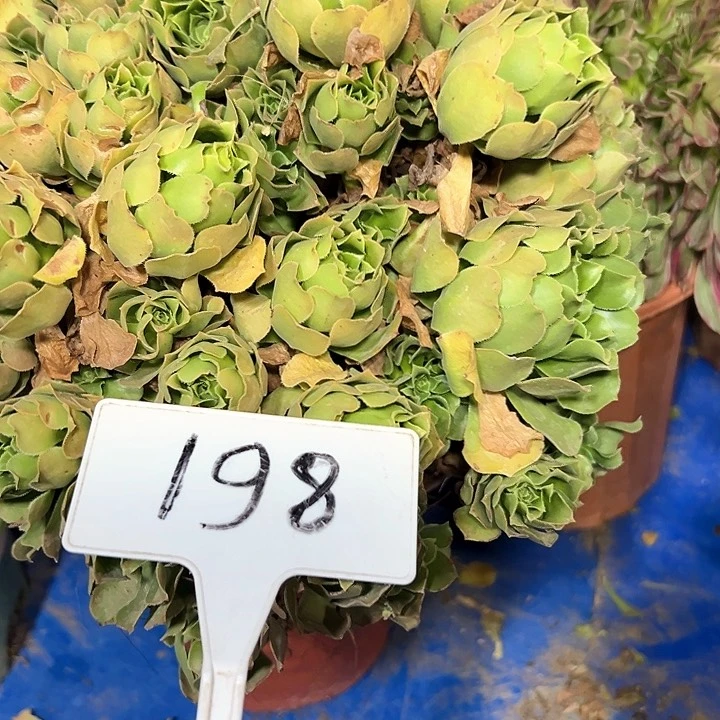 多肉植物万圣节不售后