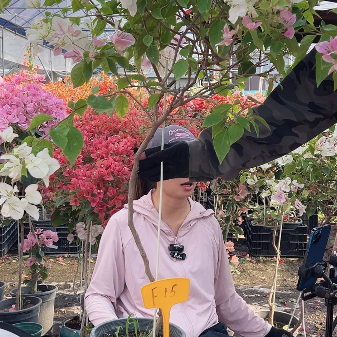 ****大部分花苞少量开放F15广红英