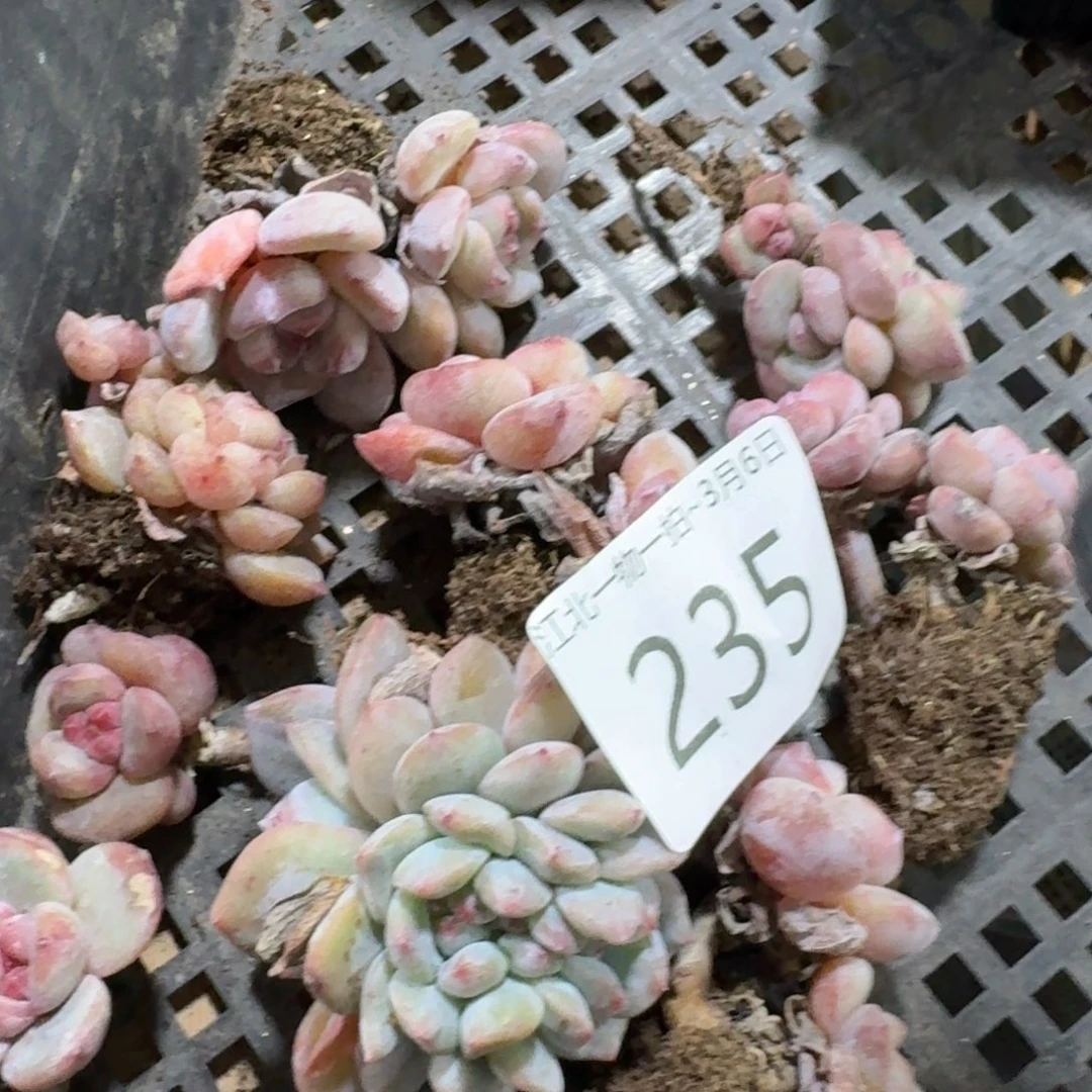 颖**凡235 号1框江北多肉