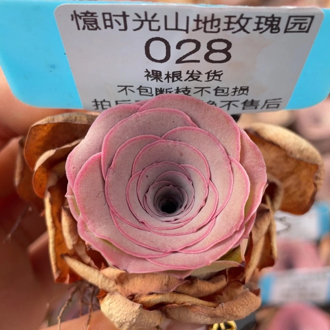 山地玫瑰028裸根发货不售后