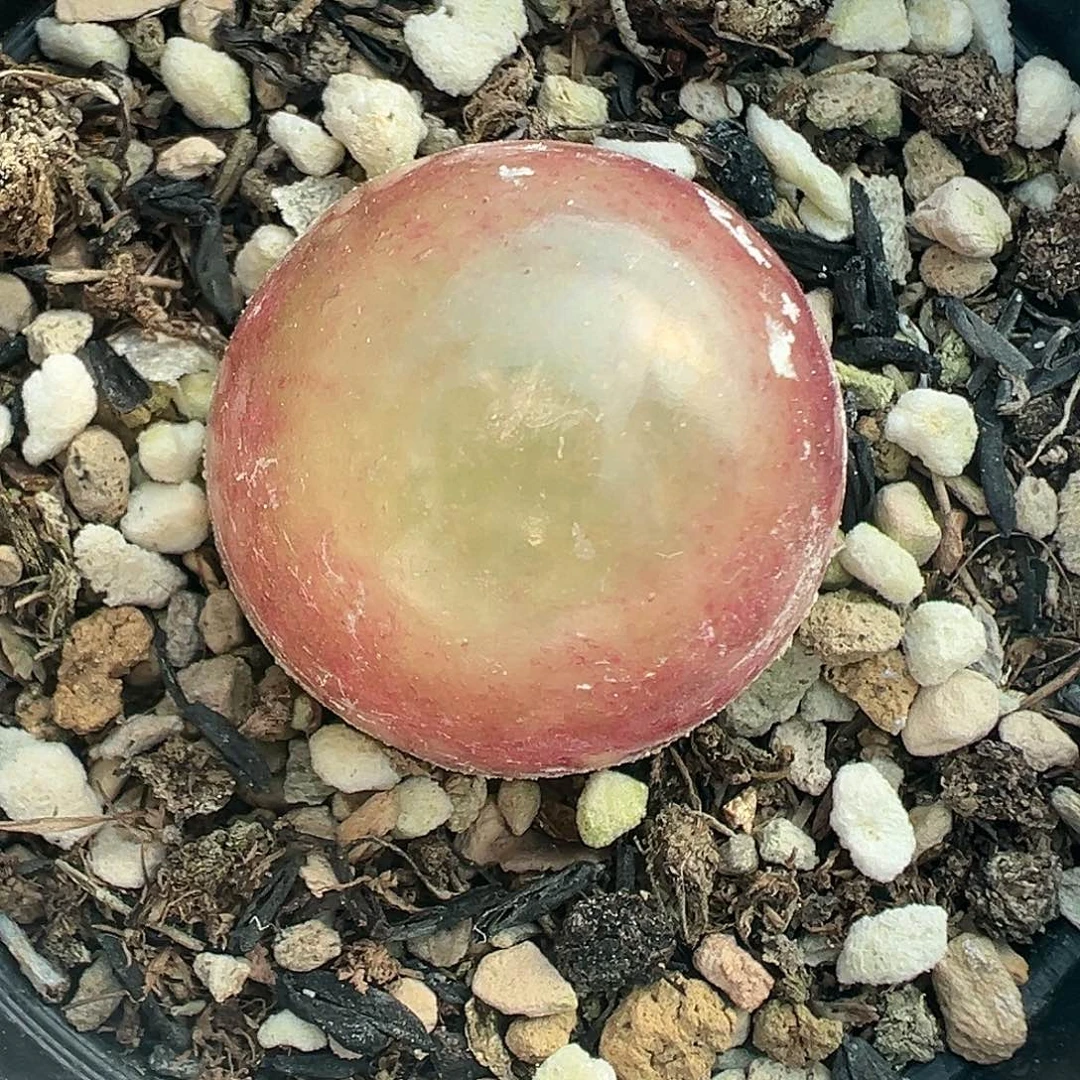 472灯泡2.4厘米带盆土发货