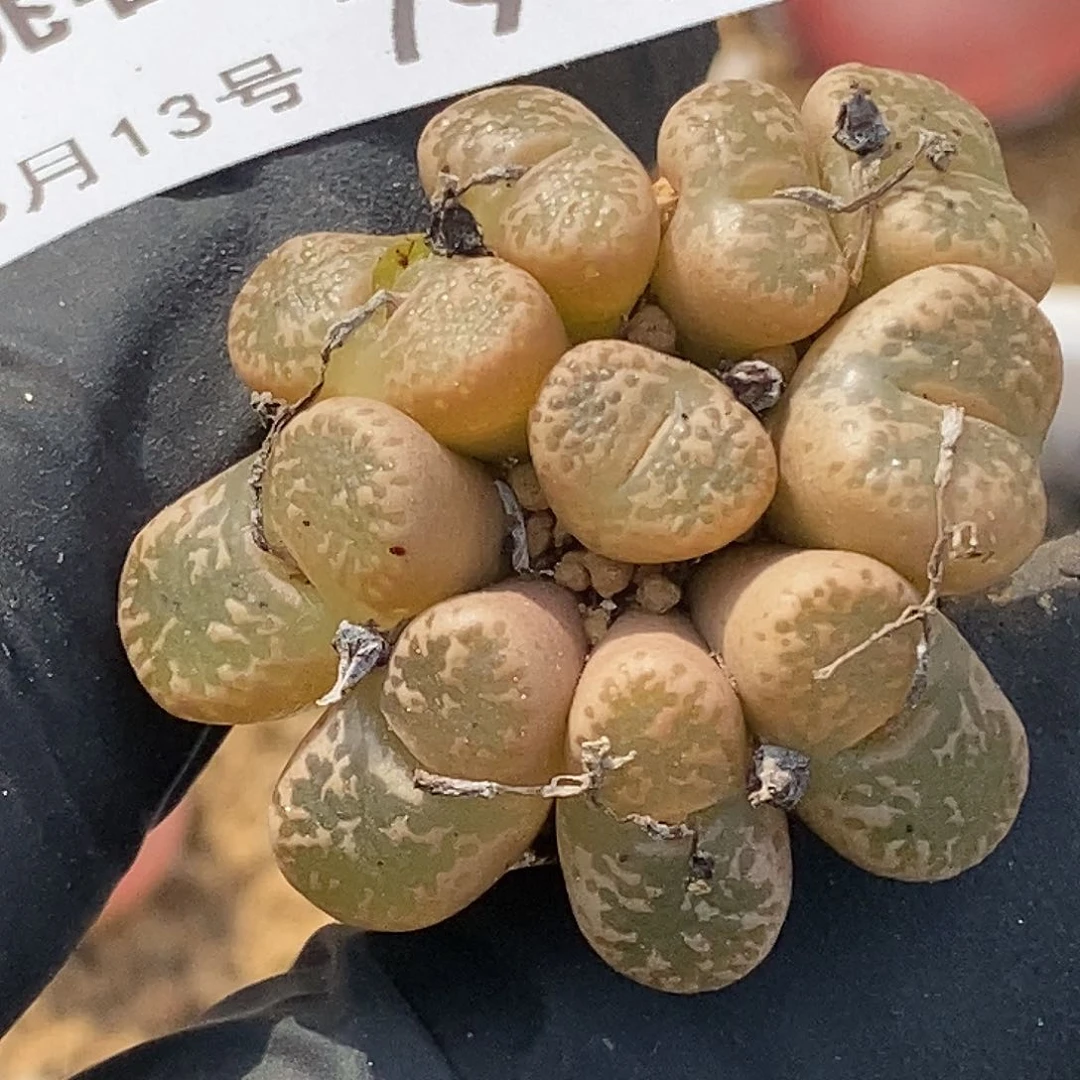 桃喜花园0313-79勋章