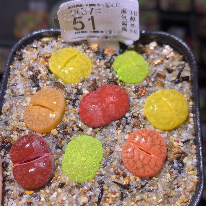 精品生石花多肉37.51