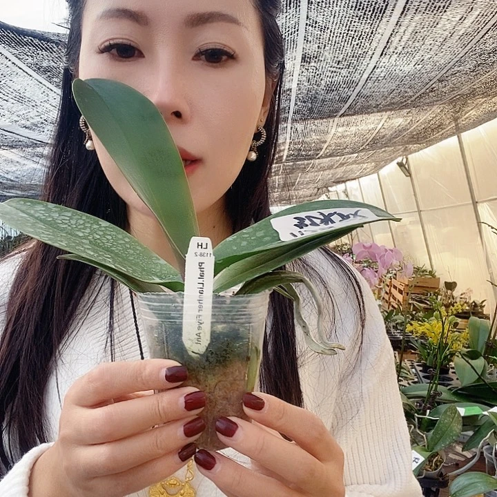 无花朵红火义蝴蝶兰