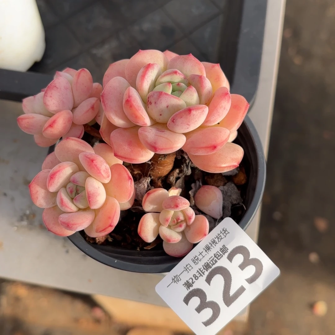 香草老桩无盆土发货