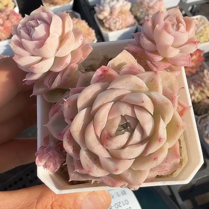 0120-95 女王自然群