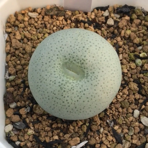 多肉肉锥 3.2Cm Y172超级大饼