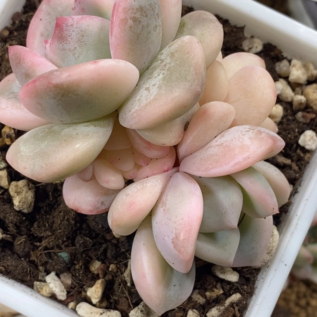 格*21梦露锦    小方花圃一物一拍