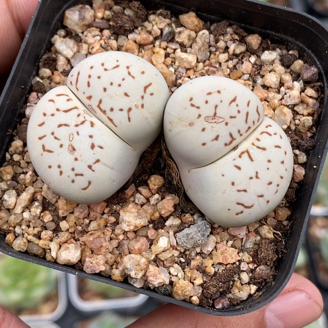 生石花30包邮非偏远