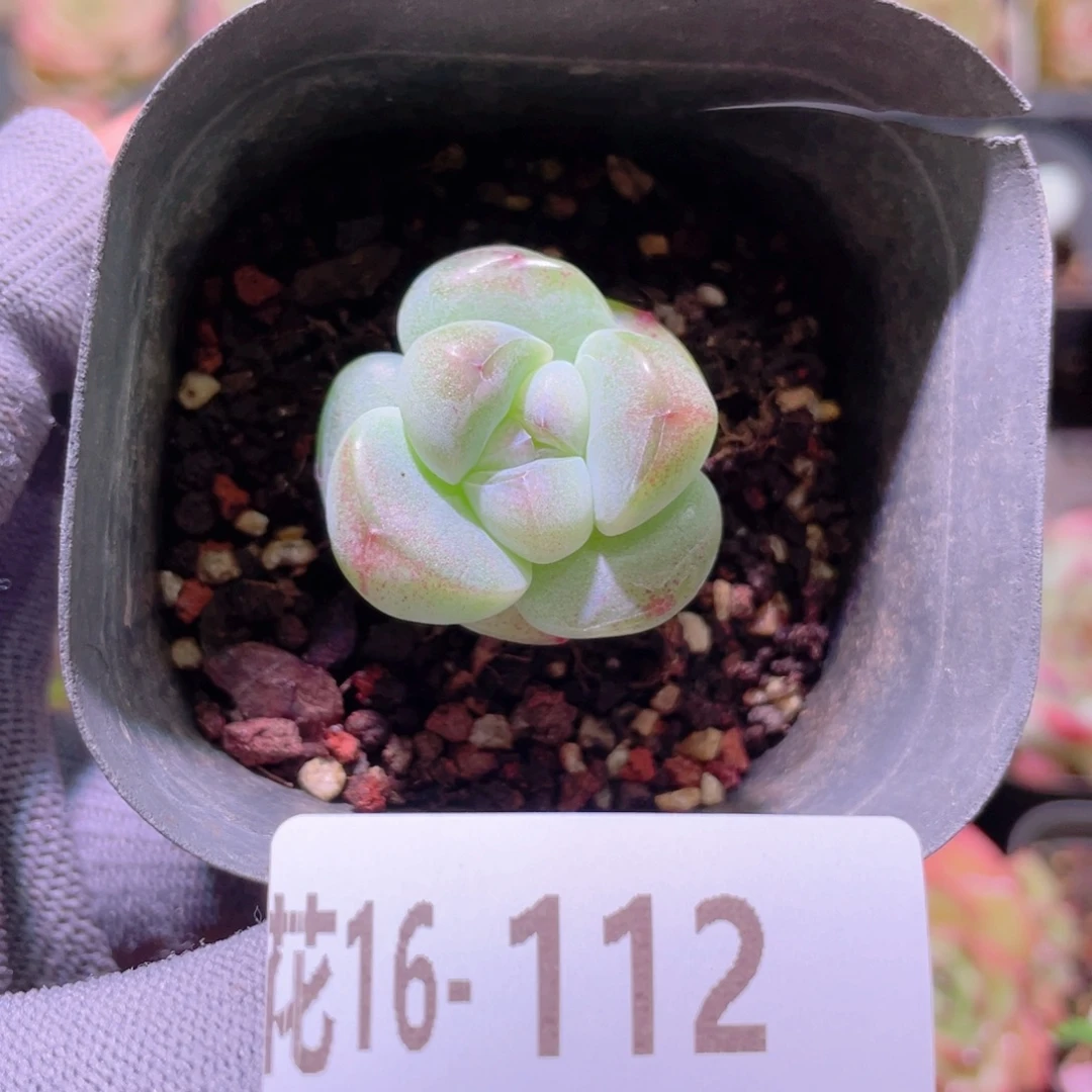 花利美16-112糖心冰玉