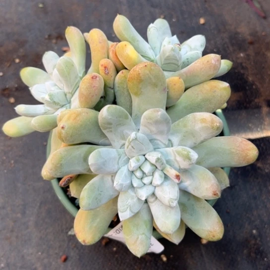 欢*এ谢谢姐姐～一物一拍2772