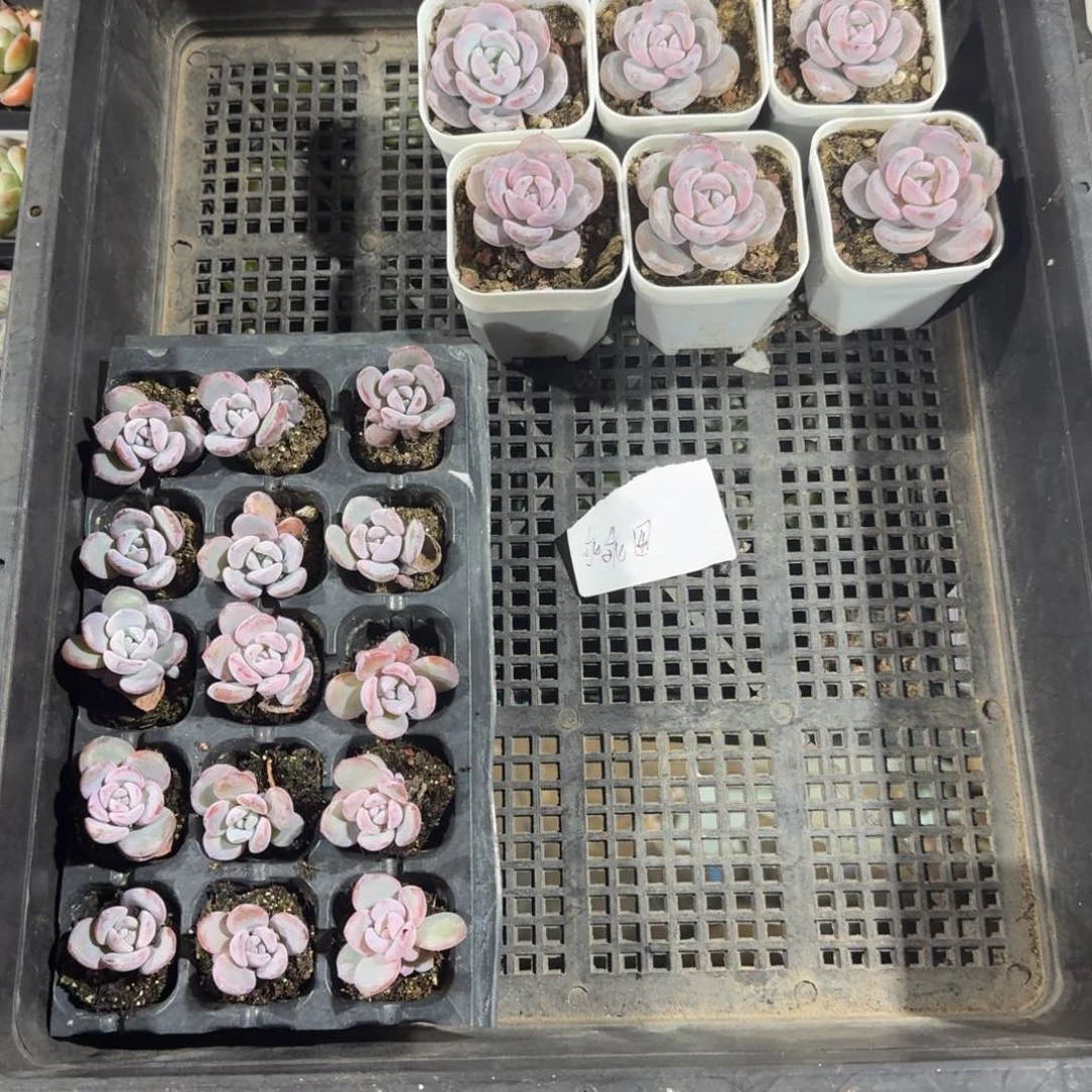 乖乖一物一拍专拍