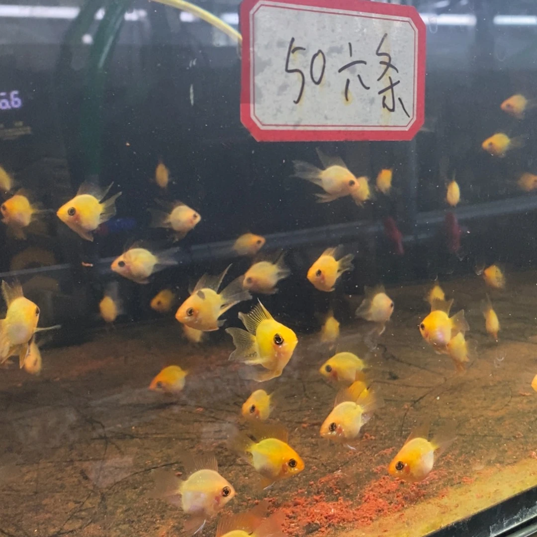 短鲷鱼金波子六条