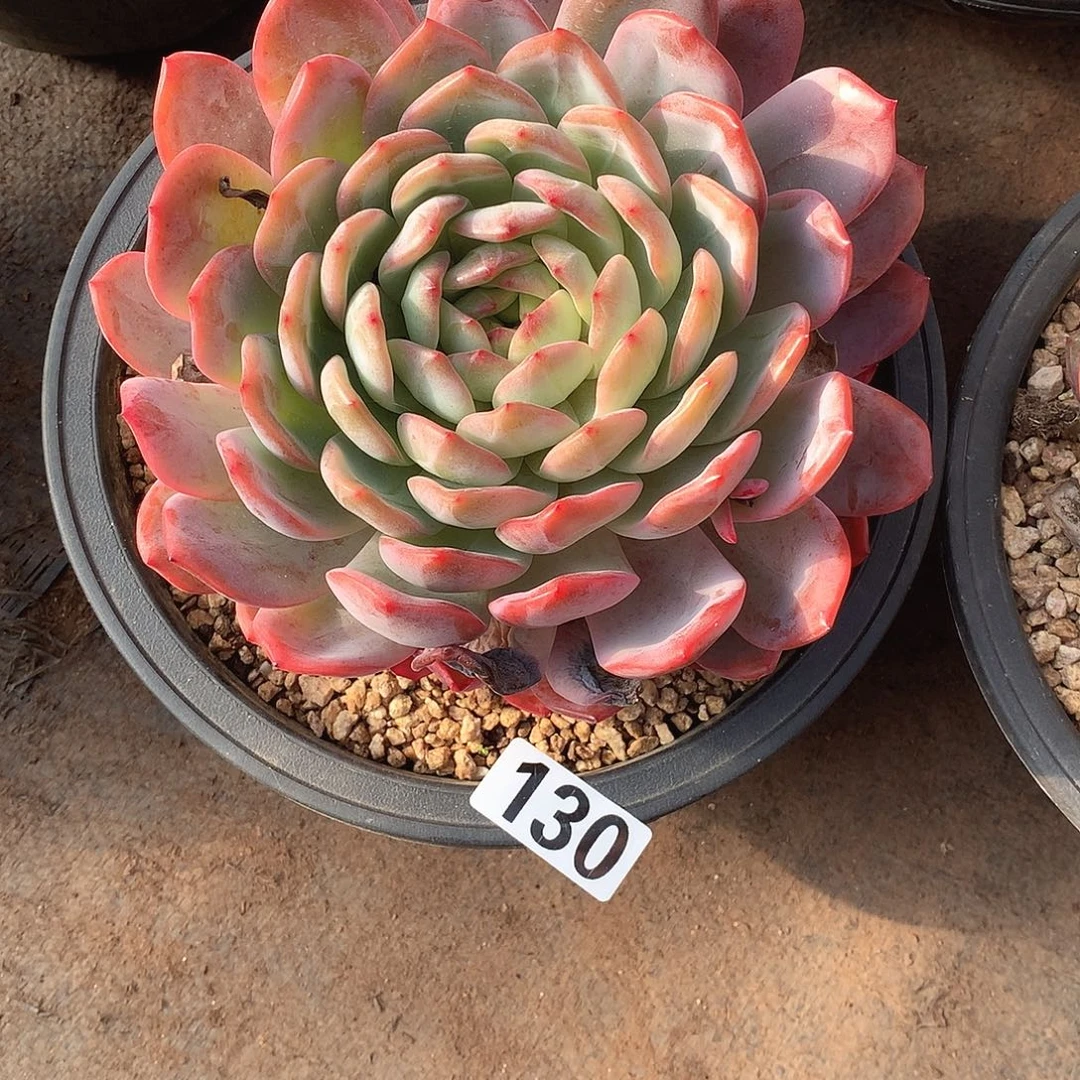 130全明星 一物一拍多肉