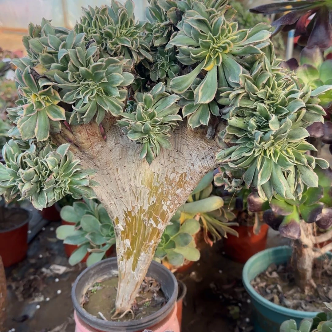 灿烂缀化四年桩孤品包邮断枝不包