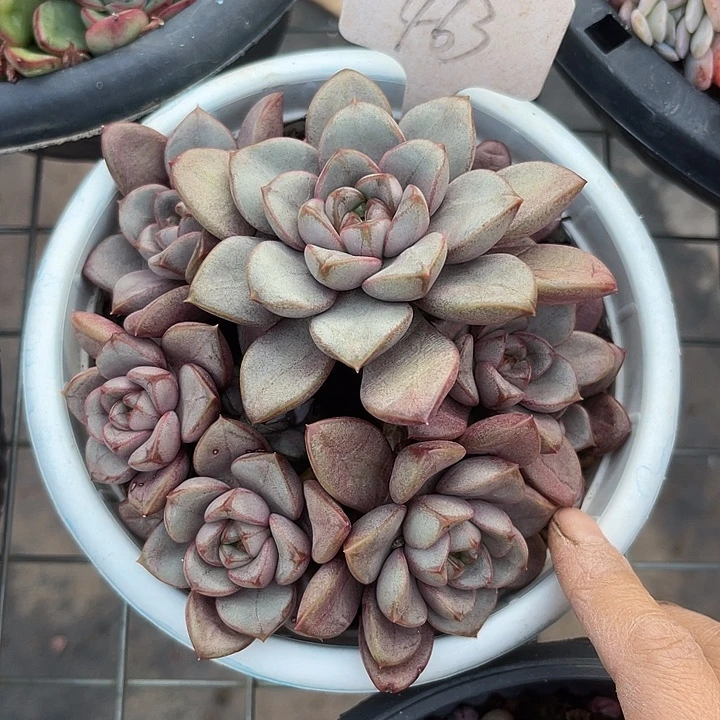 两单包邮，一物一拍463葡萄