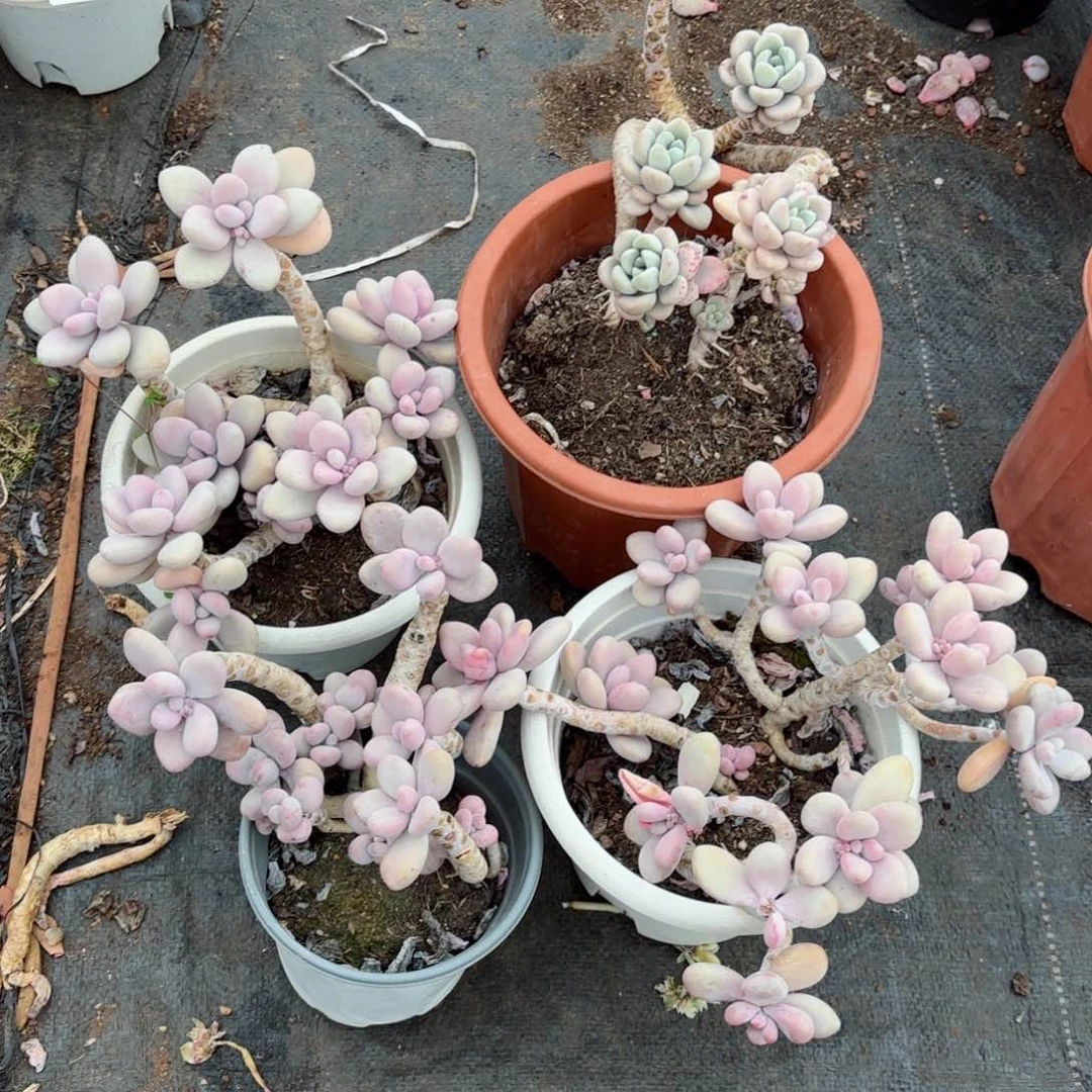 蒋*桃蛋4个7-34。