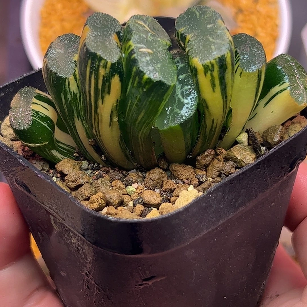 广重锦七公分带伤十二卷