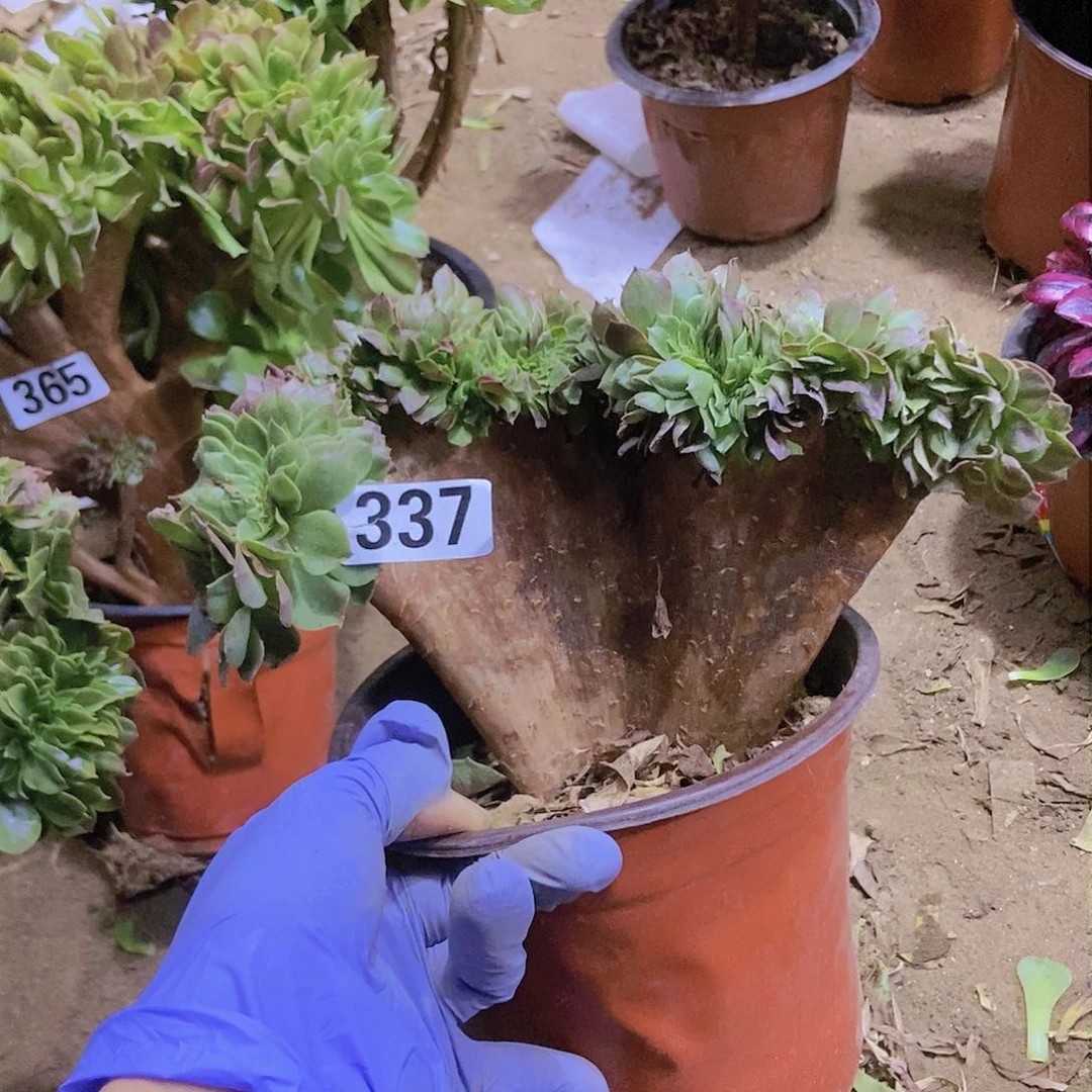 337万缀老板子法师缀