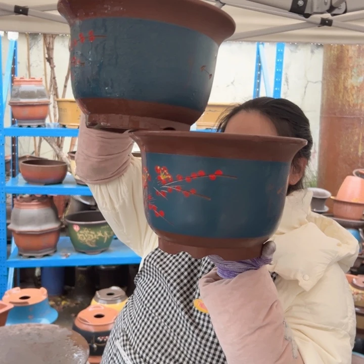 25+25蓝点菜平角金钟花盆花盆