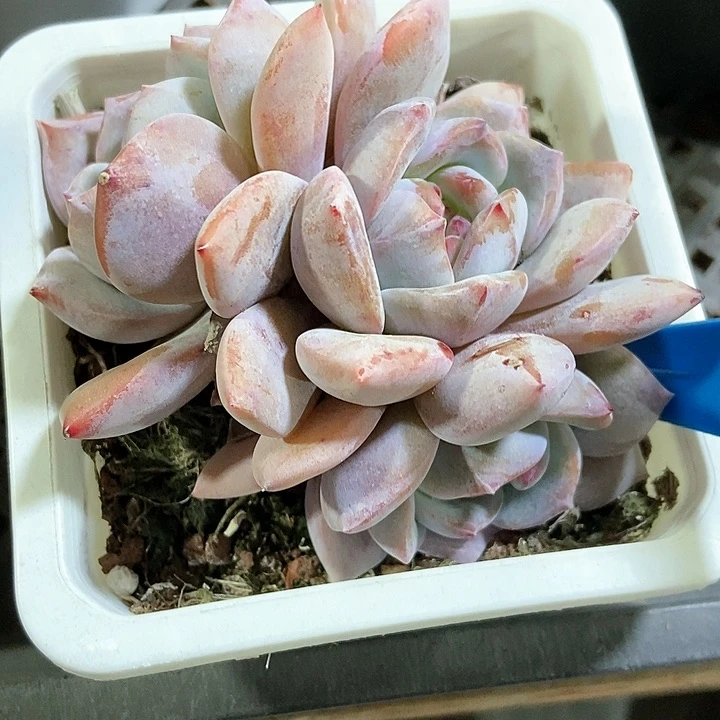 多肉植物石榴籽888