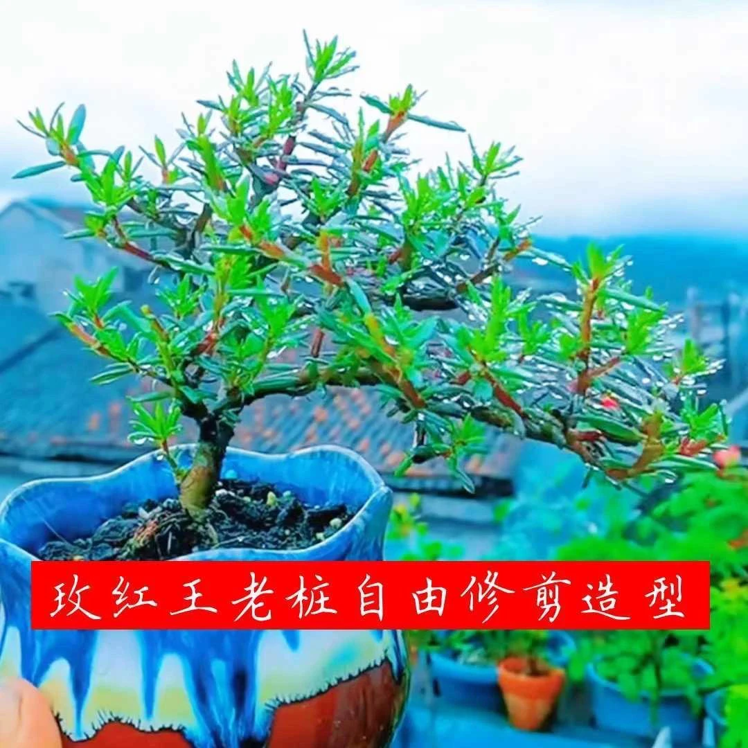 牡丹玫红王重瓣太阳花老桩盆栽原盆原土售卖