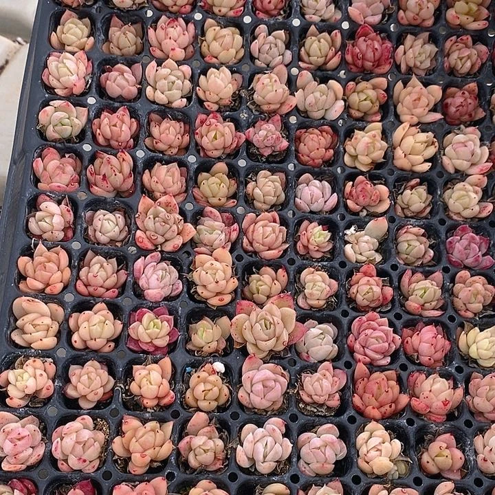 244 多肉植物盆栽花卉植物