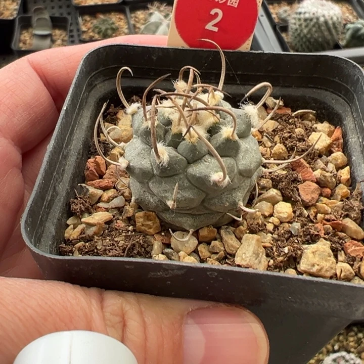 实生长刺娇丽2.8cm