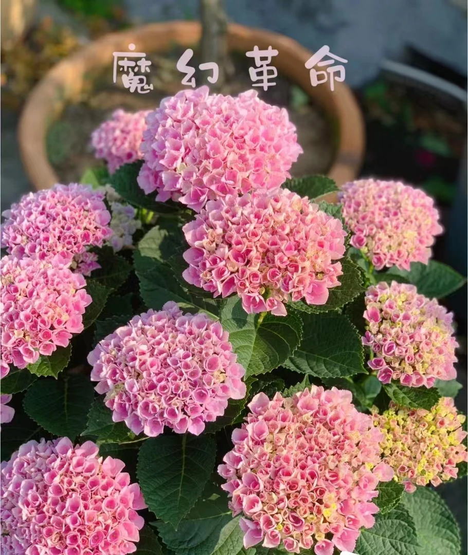 一物一拍盆栽绣球（已发货不支持拒签和仅退款）