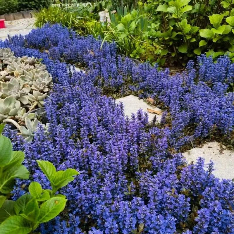 【姬十二单筋骨草】巧克力开花草坪耐寒串根花园植物