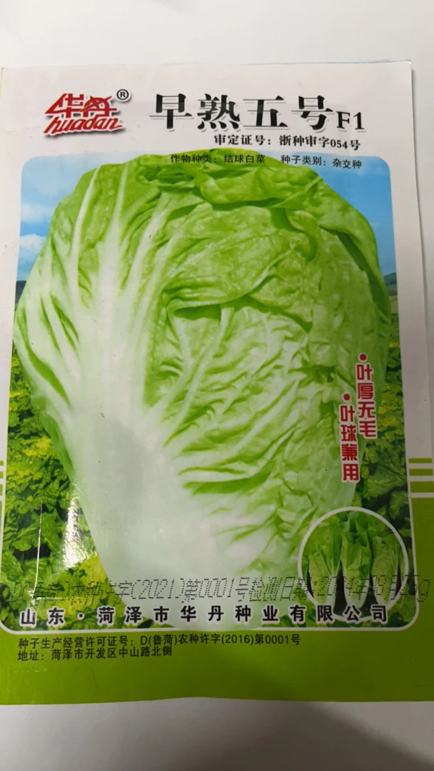 早熟五号小白菜叶厚无毛 25克