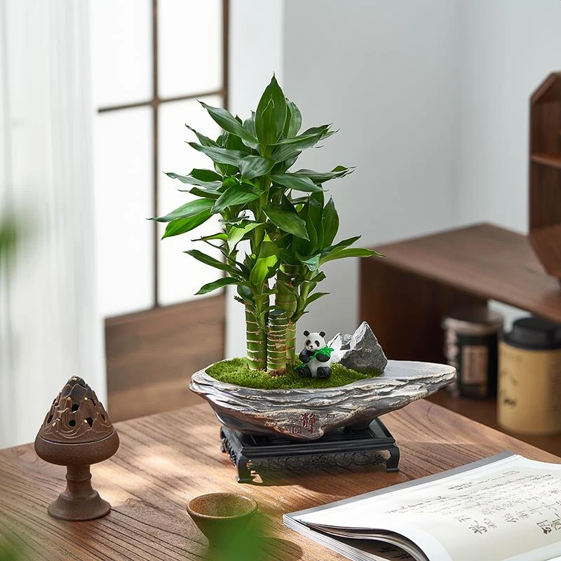 富贵竹盆栽室内客厅招财卧室净化空气植物办公桌面防辐射绿植花卉