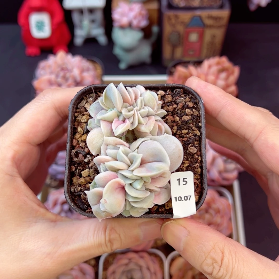 可爱玫瑰缀15、哈哈哈哈