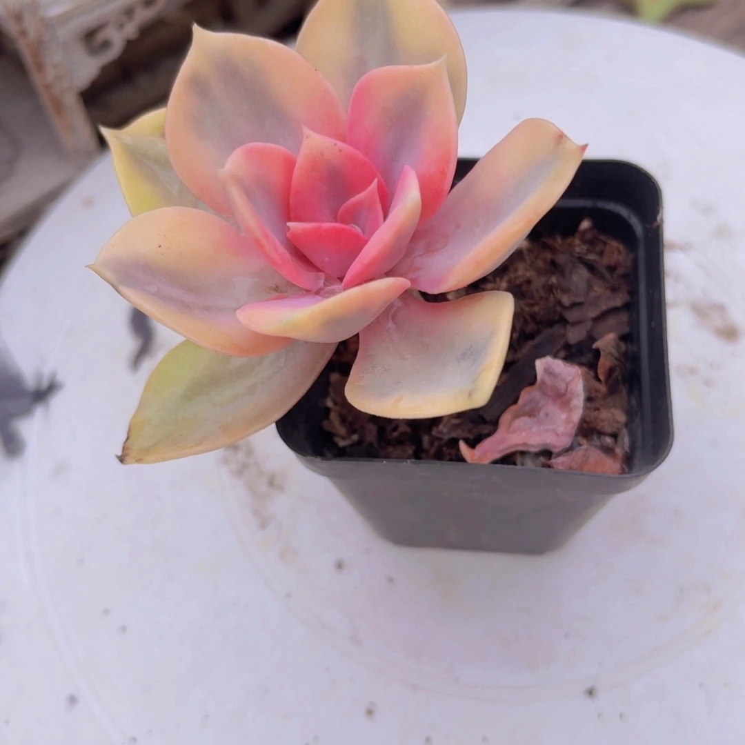 彩虹多肉植物新疆包邮12.8