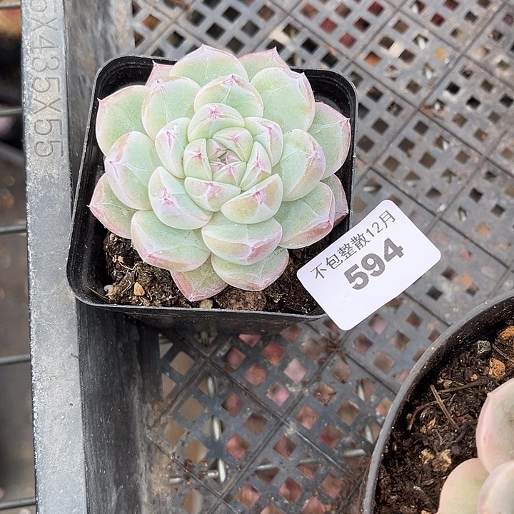 阿雅园艺。    594钻石4