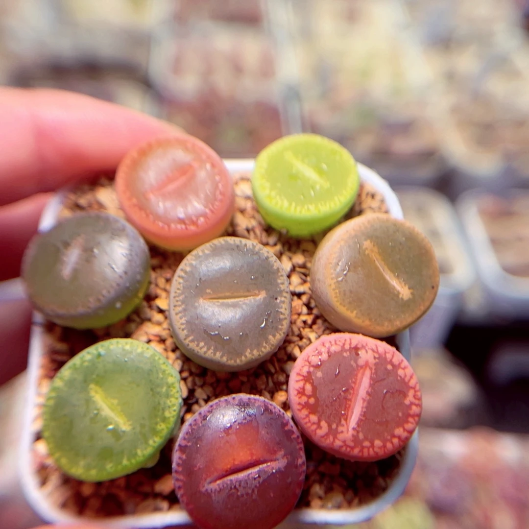 373号带盆盆包邮发货