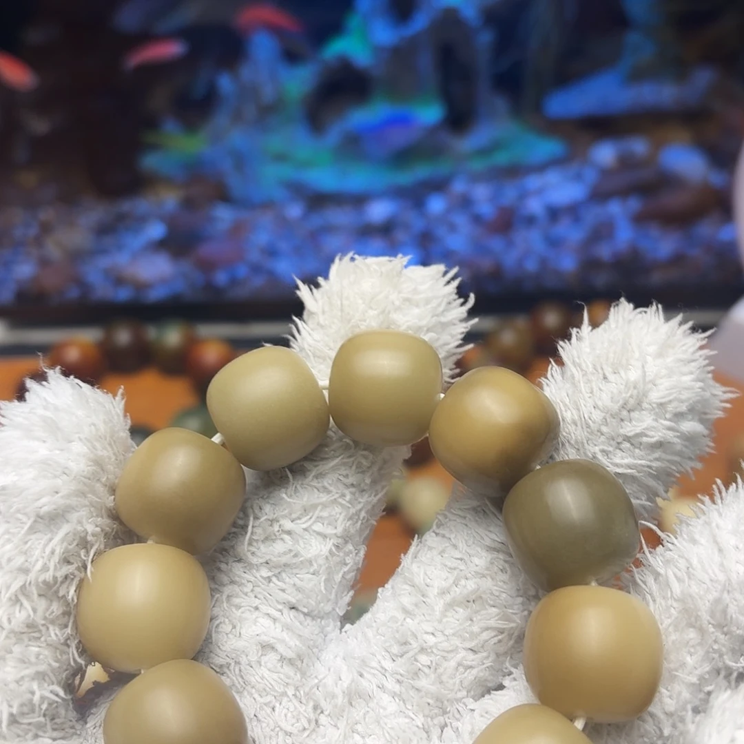 菩提根/象牙果吊坠福利款