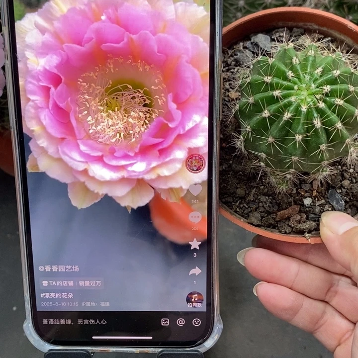 香香520号带根4.5-5公分左右