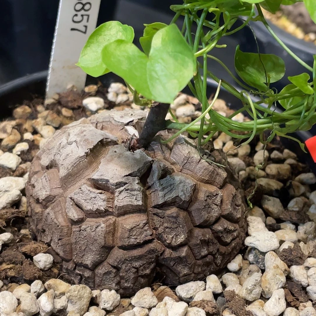 857号龟甲龙不退不换